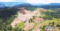 Royal Elegence – Doluwa