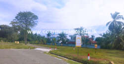 The Hive – Tangalle