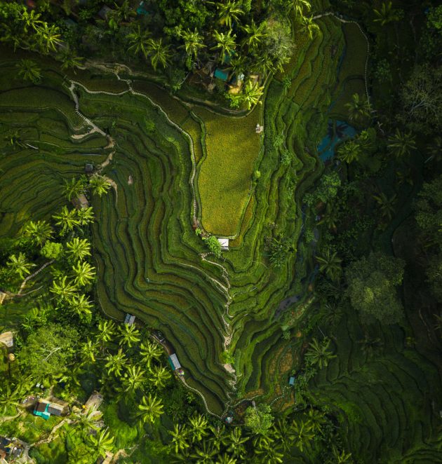 An aerial shot of the rice hills surrounded by greens and trees
